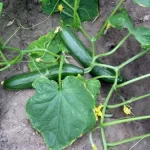 20 Mistakes to Avoid When Planting Cucumbers