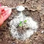 30 Awesome and Unique Uses for Baking Soda in the Garden