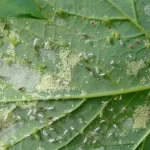 4 Natural Baking Soda Remedies to Combat Aphids