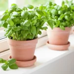 7 Plants That Repel Pests from Your Garden
