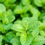 8 surprising reasons to grow mint at home