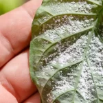 Aphids and scale insects disappear instantly with this natural pesticide