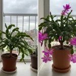 Cactus Full of Flowers: How to Make It Bloom Endlessly, Naturally