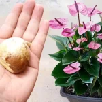 Don’t waste it anymore, throwing it away is a mistake: use it for plants on the balcony and in the garden