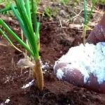 Feed onions with this fertilizer in June – they will grow large every year