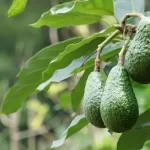 How to Grow an Avocado Anywhere in the World