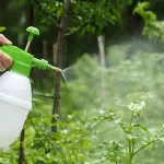 How to Make a Natural Insecticide at Home to Protect Your Plants
