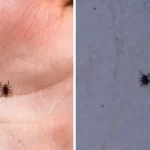 How to get rid of ticks and fleas inside your home and yard