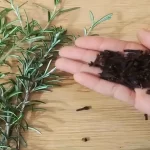 Mix rosemary and Tea : I didn’t expect it to be this effective