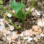 Never plant tomatoes without it: You will have a harvest 3 times larger and big tomatoes