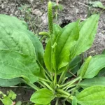 Plantago Major:  An underestimated plant