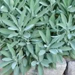 Sage: This plant grows in every garden, but what many don’t know is that it is a great treasure.