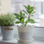 Simple Things You Should Do for Your Plants