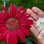 Sprinkle this ingredient on your house plants and the whole neighborhood will envy you