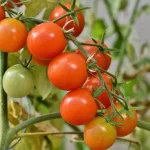 The Best Natural Supplement for Tomato, Pepper, Cucumber, and Eggplant 