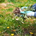 The Best Weed Killer: More Effective Than Vinegar