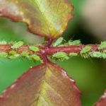 The Natural Insecticide Every Gardener Should Know About