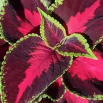 The Simplest Way to Grow Coleus in Containers and Make It More Colorful