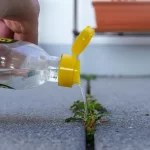 Vinegar in the garden: 10 intelligent uses for a rich and abundant harvest