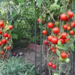 12 Strategies for Optimal Tomato Growth