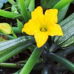 2 mistakes when watering zucchini that destroy the crop