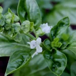 5 things you can do with basil flowers: Don’t throw them away