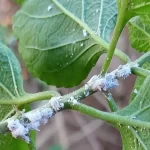 6 grandmother’s remedies to eliminate mealybugs that are ravaging your plants