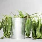 A magical homemade mixture that instantly revives dead houseplants