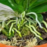 A substance that makes orchids bloom roots and flowers all year round: very lush