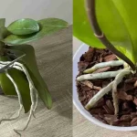 Abundant flowers and roots from the orchid if you do this process once a month