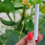 Add it to the cucumber once a month and in a week the entire yield doubles