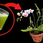 All you need is this glass and the orchid will bloom continuously for 4 seasons