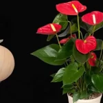 Anthurium, with this move your plant will flower continuously all year round