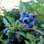 Blueberries, with this very simple trick I can grow them at home endlessly | I haven’t bought any for years