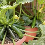 Courgettes, the trick to having a tripled harvest in a few weeks (even in pots): my grandmother taught it to me
