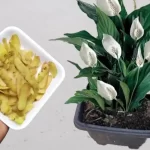 Don’t throw it away anymore, you will be shocked when you see all the benefits for the plants