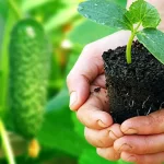 Experienced gardeners do this when planting cucumbers and have 2 times more harvest