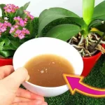 Explosive and long-lasting flowering with this natural fertilizer: never before