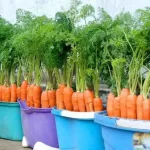 Farmers’ method of growing carrots at home, abundant harvest