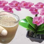 Flowering and plant growth guaranteed with 1 glass of this natural liquid