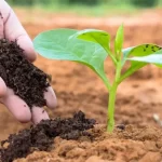 Garden: 10 best natural fertilizers to do yourself