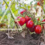 Garden, never plant these vegetables next to tomatoes: they compromise the harvest