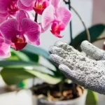 Healthy orchids, with this natural remedy they will last you for more than 10 years