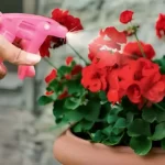 Here’s how to have geraniums full of flowers: you have to water them like this to always have them thriving