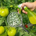 Here’s how to naturally prevent the appearance of aphids and other pests in the garden