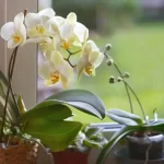 How to save a dying orchid? She can be brought back to life in 5 minutes