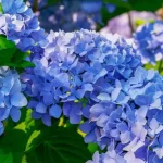 Hydrangeas, you only need a cup to make them blue: use this magic trick