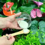 Indoor plants, how to get rid of insects: with a handful they will all disappear