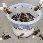 It makes flies, mosquitoes and cockroaches fly away in less than 10 minutes