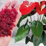 It may seem incredible, but a handful of this ingredient will make everything bloom